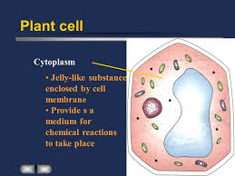 In a plant cell, there is a large central vacuole that stores food, water. Basic Cell Structure Ppt Download