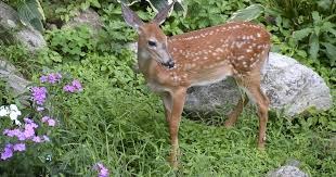 How To Protect Your Landscape From Deer Gardening For Beginners Wildlife Gardening Deer Resistant Plants