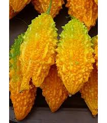 Image result for Momordica repens