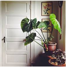 Terbaharu, tular di media sosial yang mana warganet kini dilihat 'gilakan' menanam pokok hiasan di dalam rumah yang menjadi buruan kaki deco. Apa Saja Tanaman Hias Untuk Dalam Rumah Plants Cactus House Plants House Plants Decor