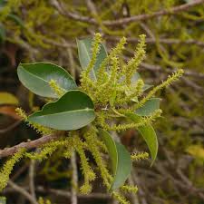 Image result for Excoecaria