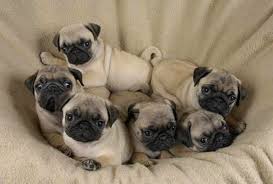 Pug Sahibi Olanlarin Yasadigi Tecrubeler Onedio Com