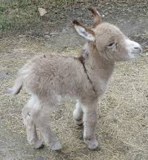 Little Donkey Cute Animals Baby Animals Baby Donkey