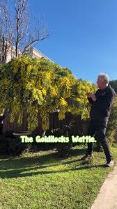 Image result for Acacia welwitschii