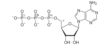 Atp Structure High Energy Mcat Bond