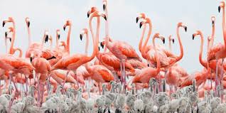 Your pets are like family, and that is how we treat them. Flamingo A Wildlife Guide To The World S Pinkest Animal