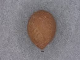 Image result for Acalypha segetalis