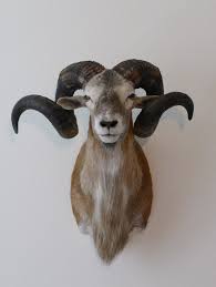 Http Www Google Dk Blank Html Animal Drawings Sketches Animals Animal Taxidermy