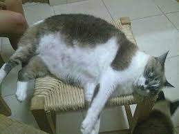 Pin On Fat Cats
