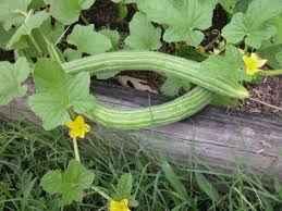 Image result for Cucumis melo