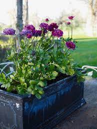 In this anemone flowers guide, we provide you with all the information you need to know about growing and taking care of beautiful and healthy anemone flowers. How To Grow Anemones And Ranunculus Bees And Bubbles Ranunculus Garden Leaf Mulch Anemone