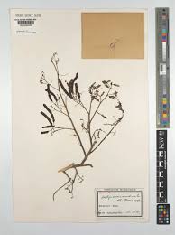 Image result for Aeschynomene sensitiva