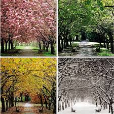 Beauty Of 4 Seasons Of The Year Spring Summer Autumn And Winter Beautiful Season Spring Summer Autumn Winter Four Seasons Beautiful Nature Seasons