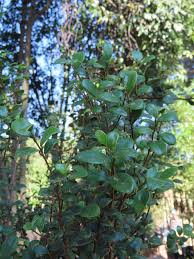 Image result for Dovyalis lucida