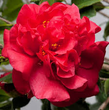 Camellia Kramers Supreme From Molbaks Camellia Flowers Garden Inspiration