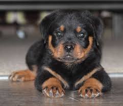 rottweiler puppy if only if kopek hayvanlar en iyi arkadaslar