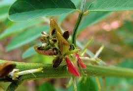 Image result for Indigofera arrecta