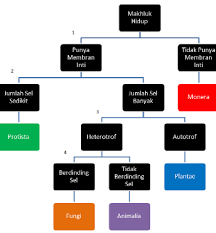 Dasar yang dipergunakan kunci determinasi ini adalah identifkasi dari makhluk hidup dengan menggunakan kunci dikotom. Materi Kunci Determinasi Ipa Kelas 7