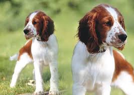 Browse cute pups for sale listed near you. About Upland Creek Upland Creek Springer Spaniels