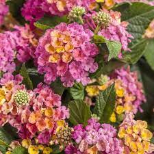 Lantana Spp Or Lantana Zone 9 This Plant Is A Specimen For Its Flowers That Come In Different Colors And It S Xyric Lantana Camara Pollinator Garden Lantana