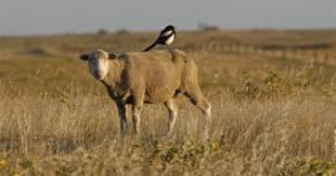 Merinos Koyunu Yem Bitkileri Cim Tohumu Halep Kecileri Cim Bitki Tohum