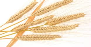 Aktuelle dm gutscheine & aktionen → 50% + 50% rabatt. Kamut Rezepte Und Wissen Eat Smarter