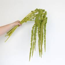 Image result for Amaranthus