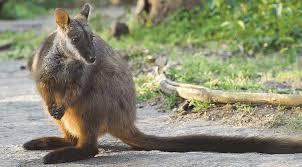 Maybe you would like to learn more about one of these? Adventure With Us Help Endangered Wallabies High And Wild