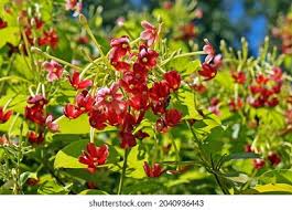 Image result for Impatiens quisqualis