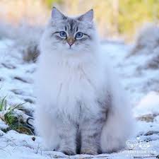 Frozenstep A Former Windclan Warrior Now A Riverclan Warrior Gorgeous Cats Beautiful Cats Siberian Forest Cat