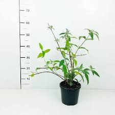 Image result for Komule empire blue