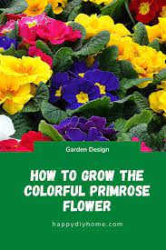 Primrose Flower Meaning