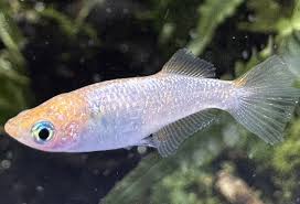 Image result for Monadenium pedunculatum