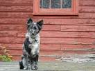 Mudi For Sale | Mudi Puppies - Puppies & Dogs for Sale ...