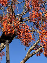 Image result for Erythrina falcata