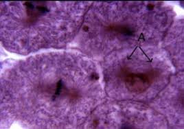 Prophase Whitefish Blastula Cell