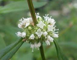 Image result for Spermacoce deserti