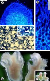 Image result for Crotalaria podocarpa