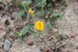 Image result for Zornia