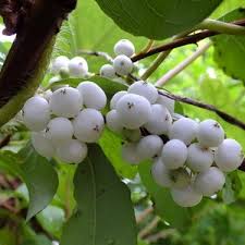 Image result for Flueggea