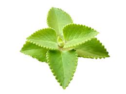 Image result for Coleus amboinicus