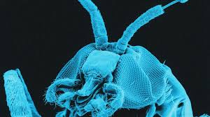 Image result for Oncocalyx bolusii