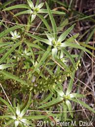 Image result for Euphorbia daviesii