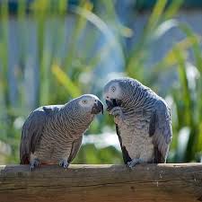 instagram photo by رابطة م لاك الكاسكو jun 1 2016 at 7 57am utc african grey parrot african grey animals