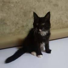 Newborn pictures of chuck & cheeto. Cat Maine Coon Ekat Ae