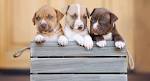 Pit Bull Dog Breed and everything you need to know about