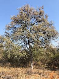 Image result for Combretum