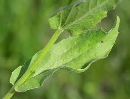 Image result for Cheirostylis lepida