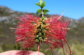Image result for Melaleuca hypericifolia