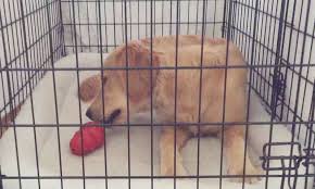 A crate protects household objects from sharp puppy teeth. Puppy Crying In Crate Off 55 Www Usushimd Com